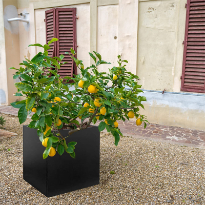 Outdoor Flower Pots